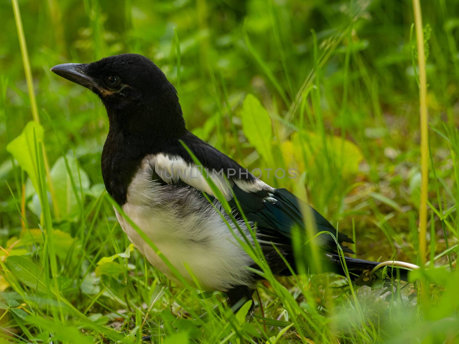 The magpie swoops gracefully amidst a sea of vibrant green plant leaves, showcasing its beauty and agility in its natural environment.