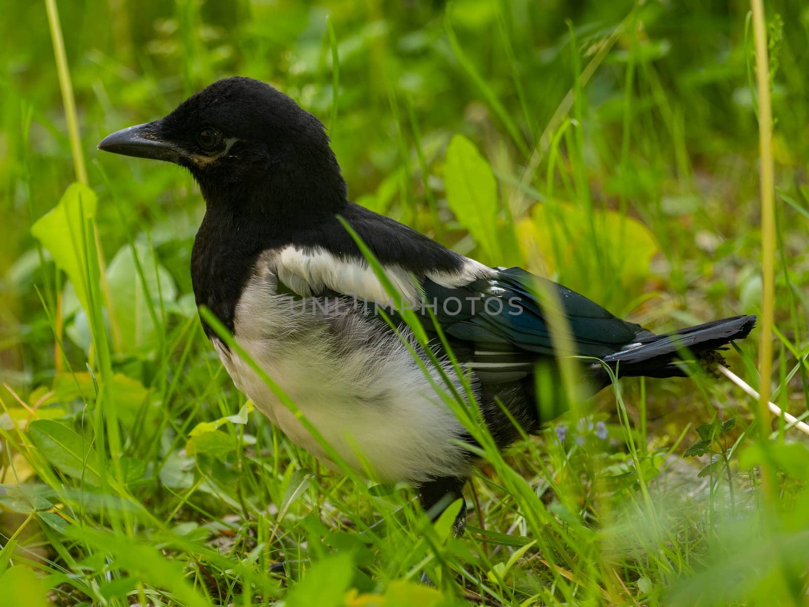 The magpie swoops gracefully amidst a sea of vibrant green plant leaves, showcasing its beauty and agility in its natural environment.