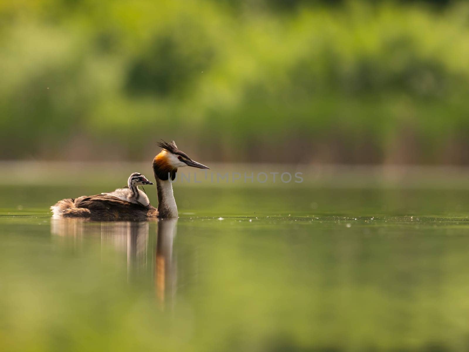 The Great Crested Grebe glides gracefully on the water, carrying its adorable young one on its back, surrounded by lush green scenery.