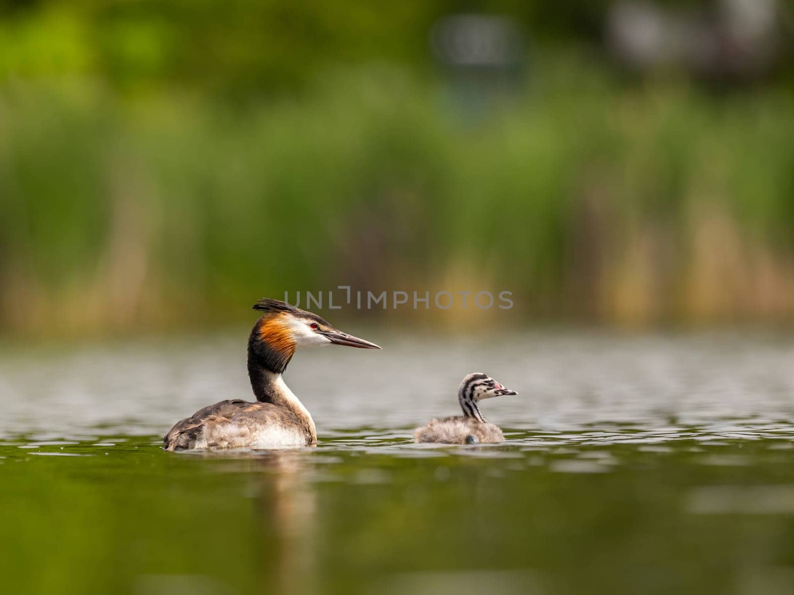 The Great Crested Grebe and its young one gracefully swim on the water's surface, surrounded by lush green scenery.