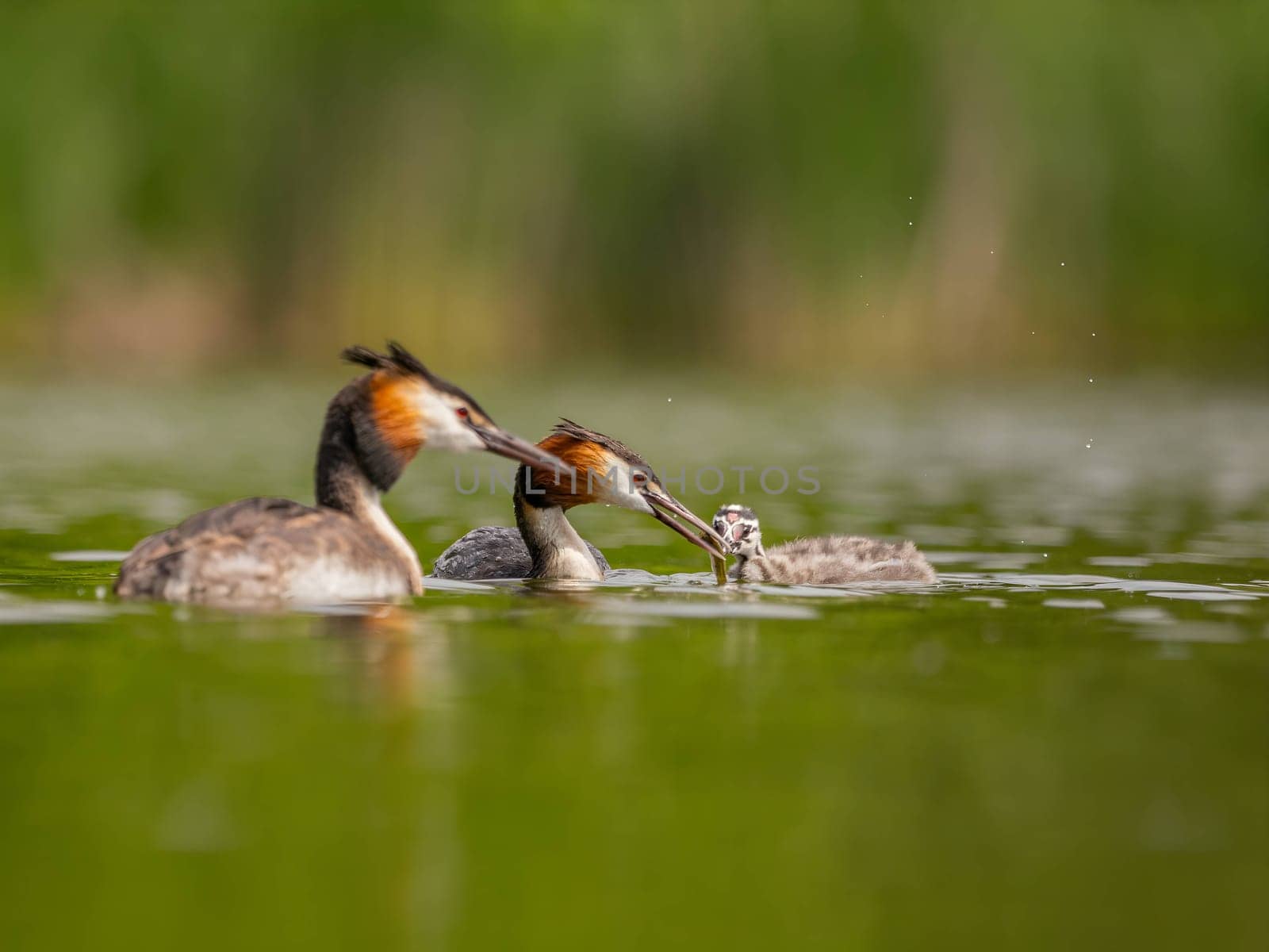 Two Great Crested Grebes, accompanied by their young one, glide gracefully on the water's surface, amidst a backdrop of lush green scenery.