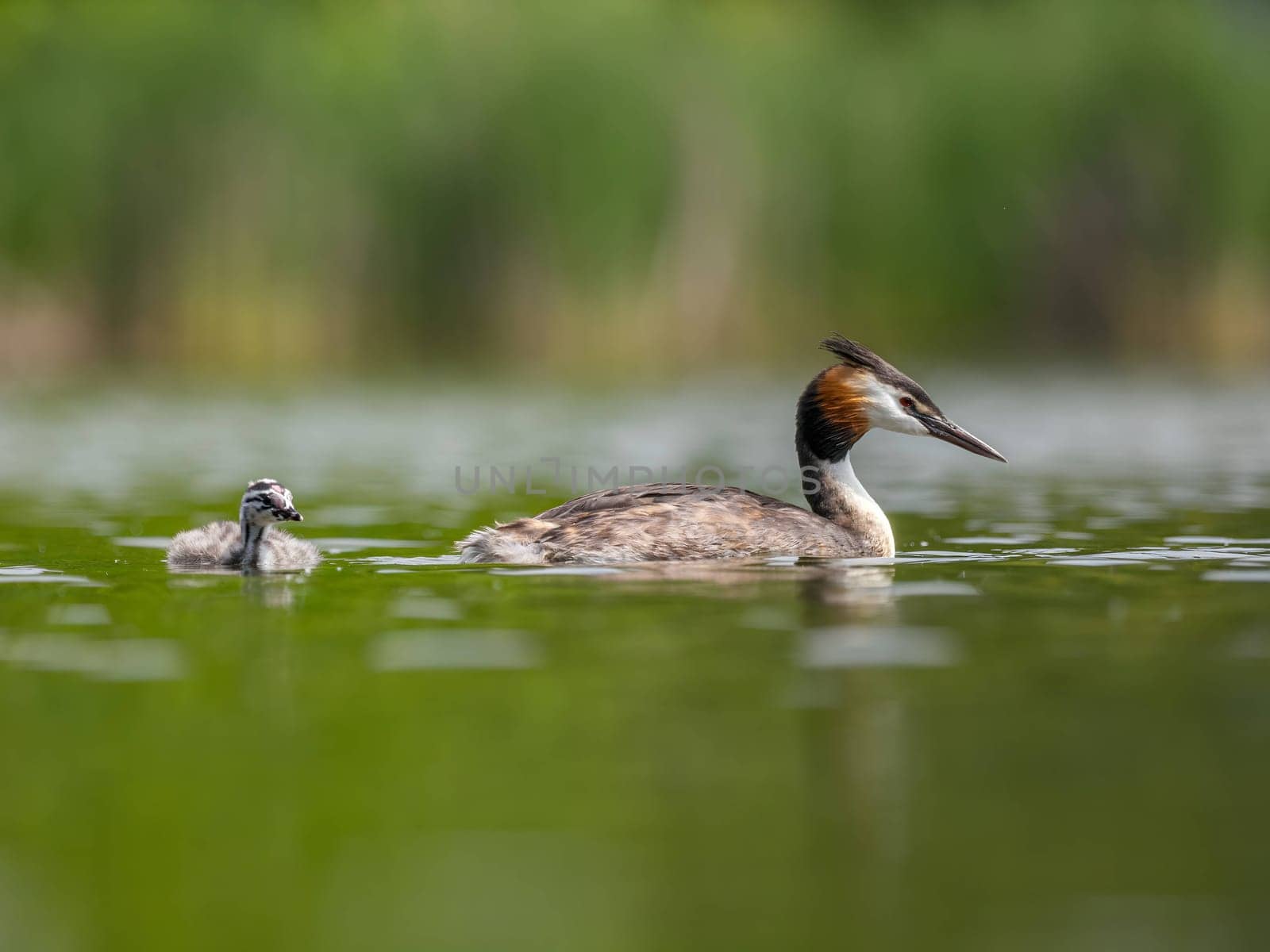 The Great Crested Grebe and its young one gracefully swim on the water's surface, surrounded by lush green scenery.