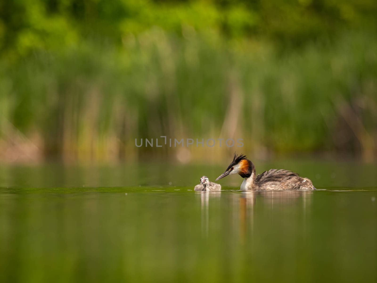 The Great Crested Grebe and its young one gracefully swim on the water's surface, surrounded by lush green scenery.