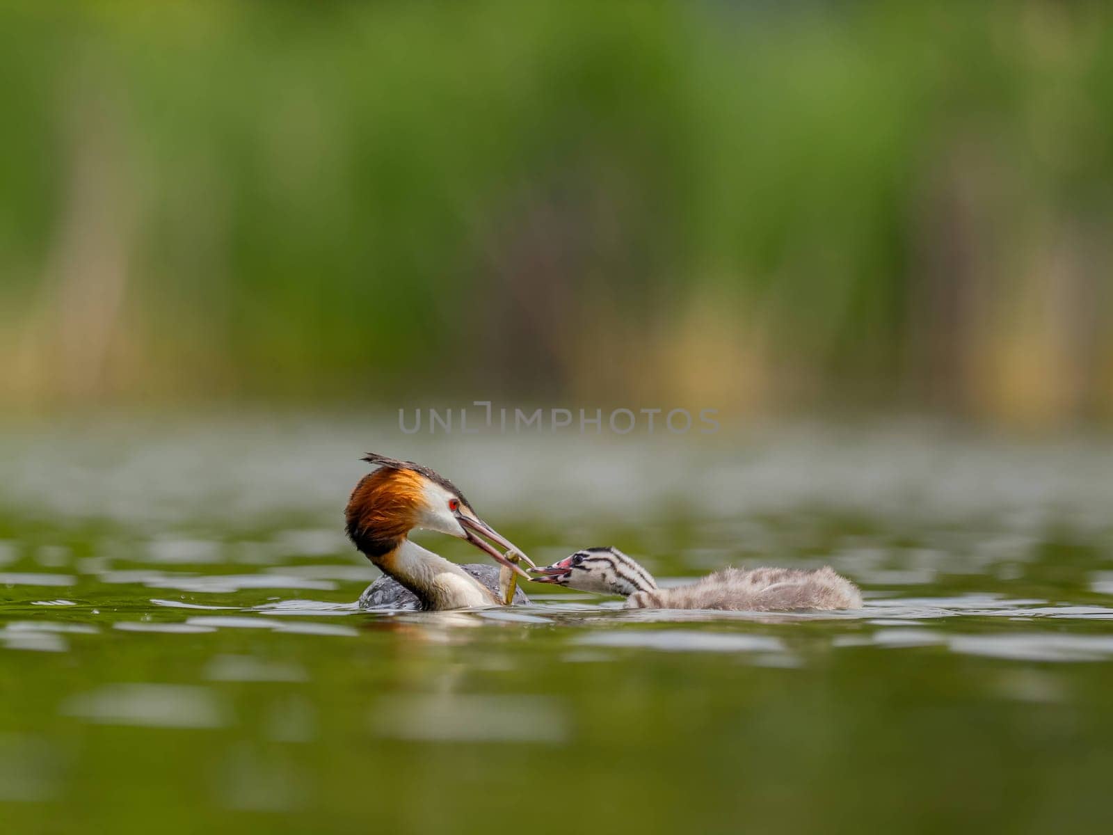 The Great Crested Grebe and its young one gracefully swim on the water's surface, surrounded by lush green scenery.