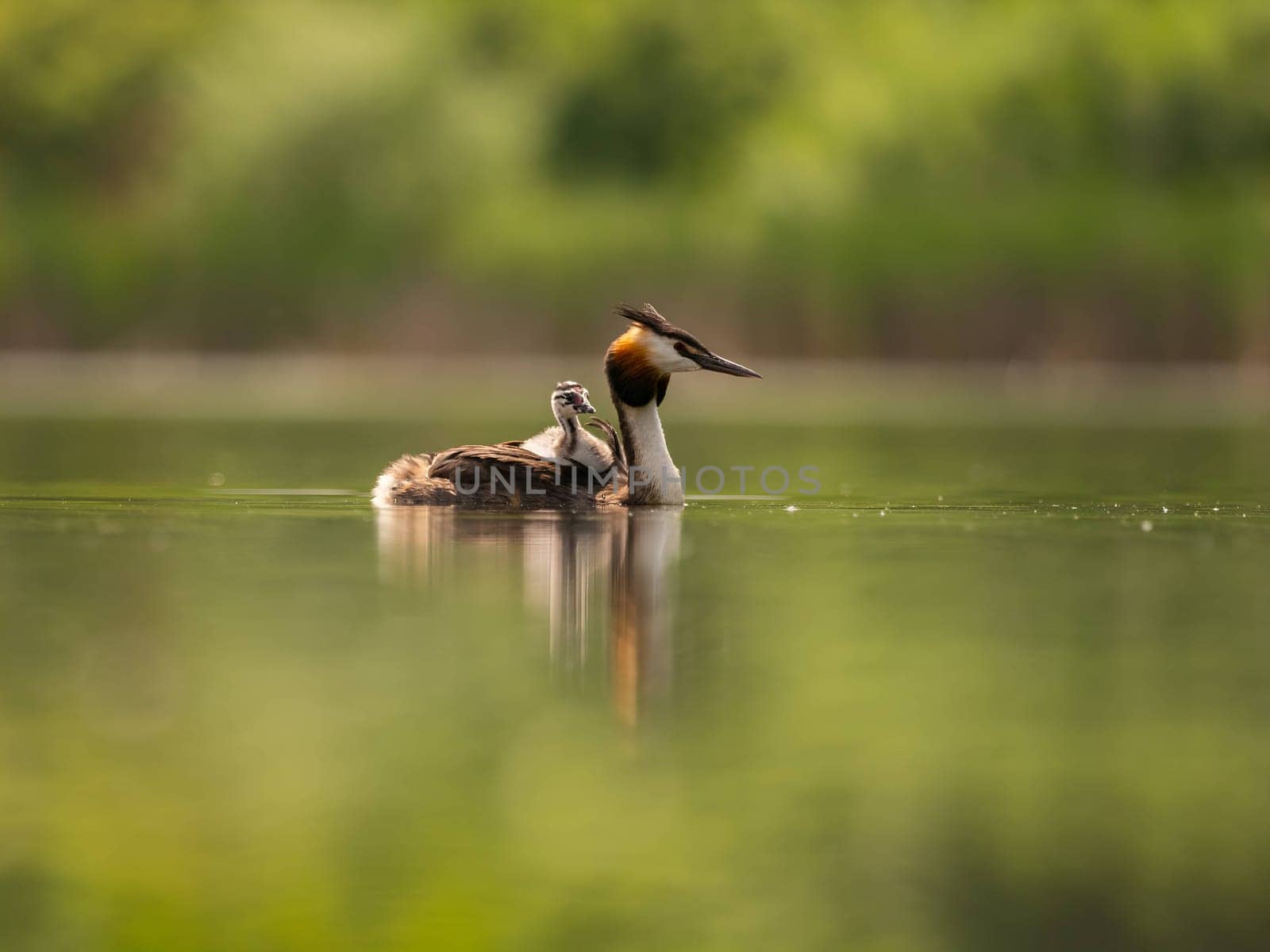 The Great Crested Grebe glides gracefully on the water, carrying its adorable young one on its back, surrounded by lush green scenery.