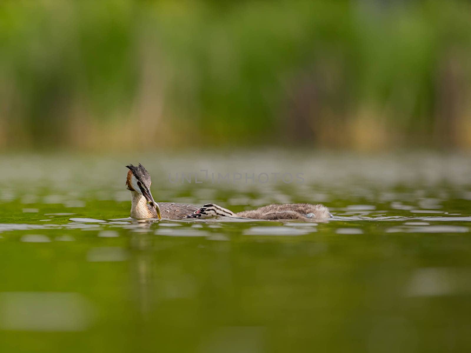 The Great Crested Grebe and its young one gracefully swim on the water's surface, surrounded by lush green scenery.