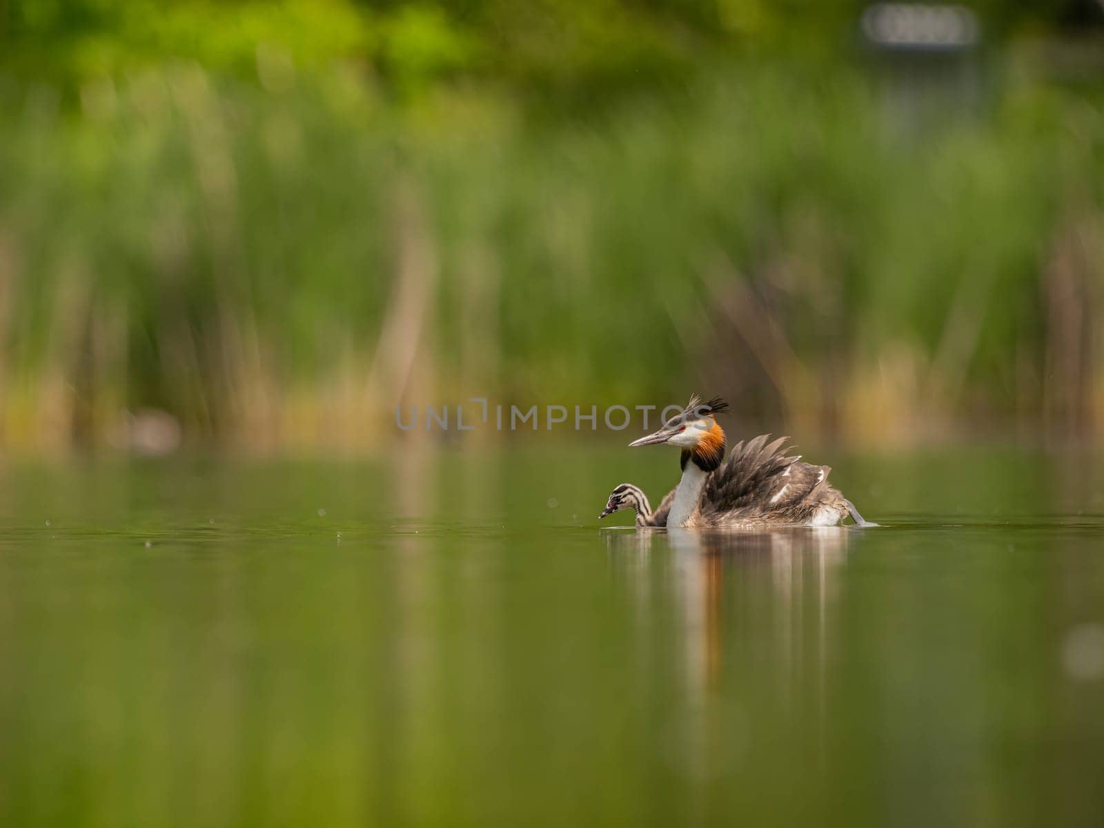 The Great Crested Grebe and its young one gracefully swim on the water's surface, surrounded by lush green scenery.