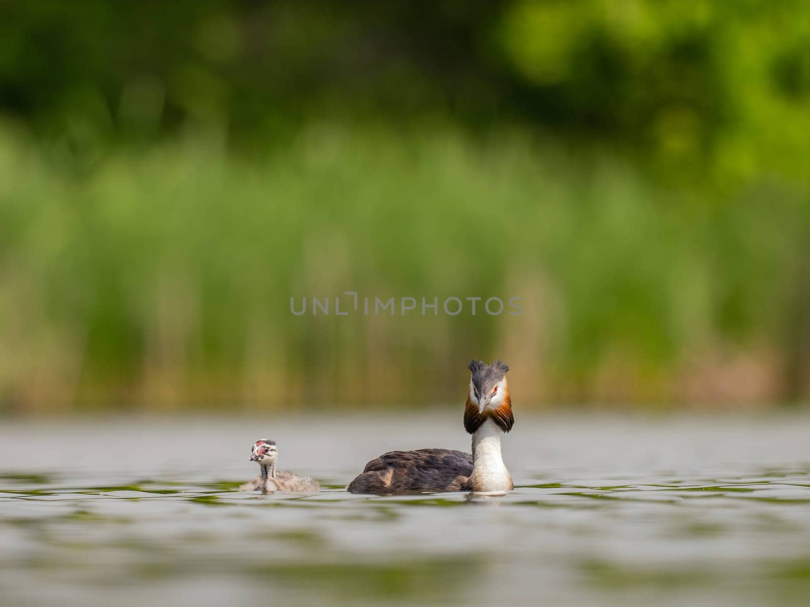 The Great Crested Grebe and its young one gracefully swim on the water's surface, surrounded by lush green scenery.