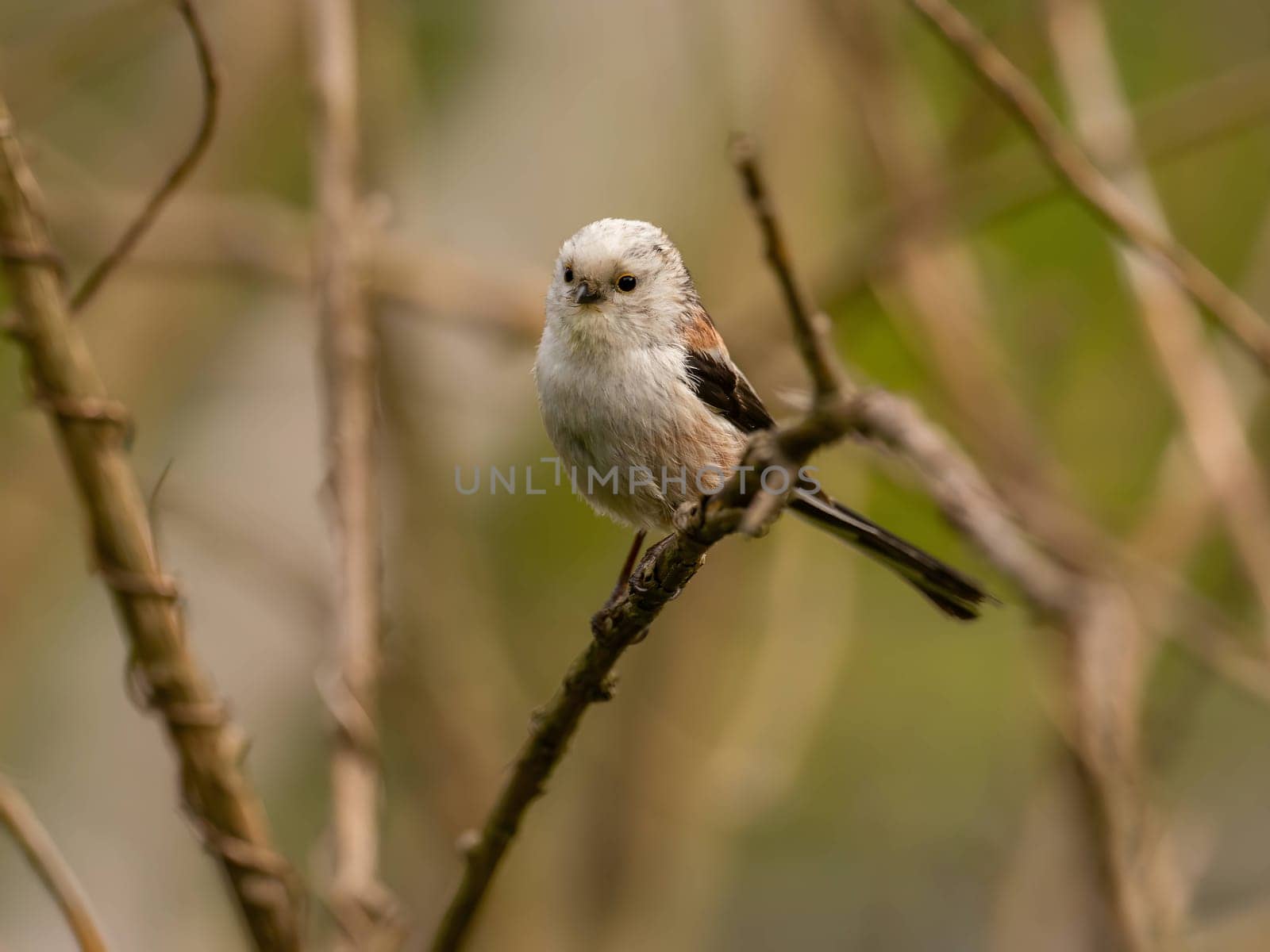 A beautiful Long-tailed Tit perches delicately on a twig, surrounded by lush greenery, creating a charming and serene scene of nature.