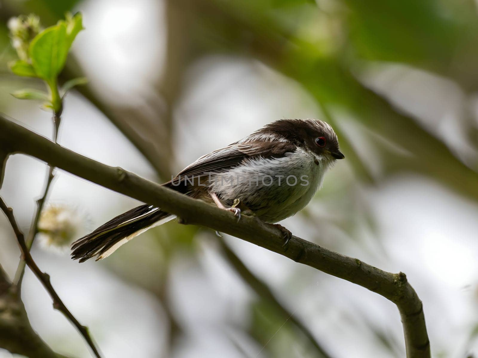 A beautiful Long-tailed Tit perches delicately on a twig, surrounded by lush greenery, creating a charming and serene scene of nature.