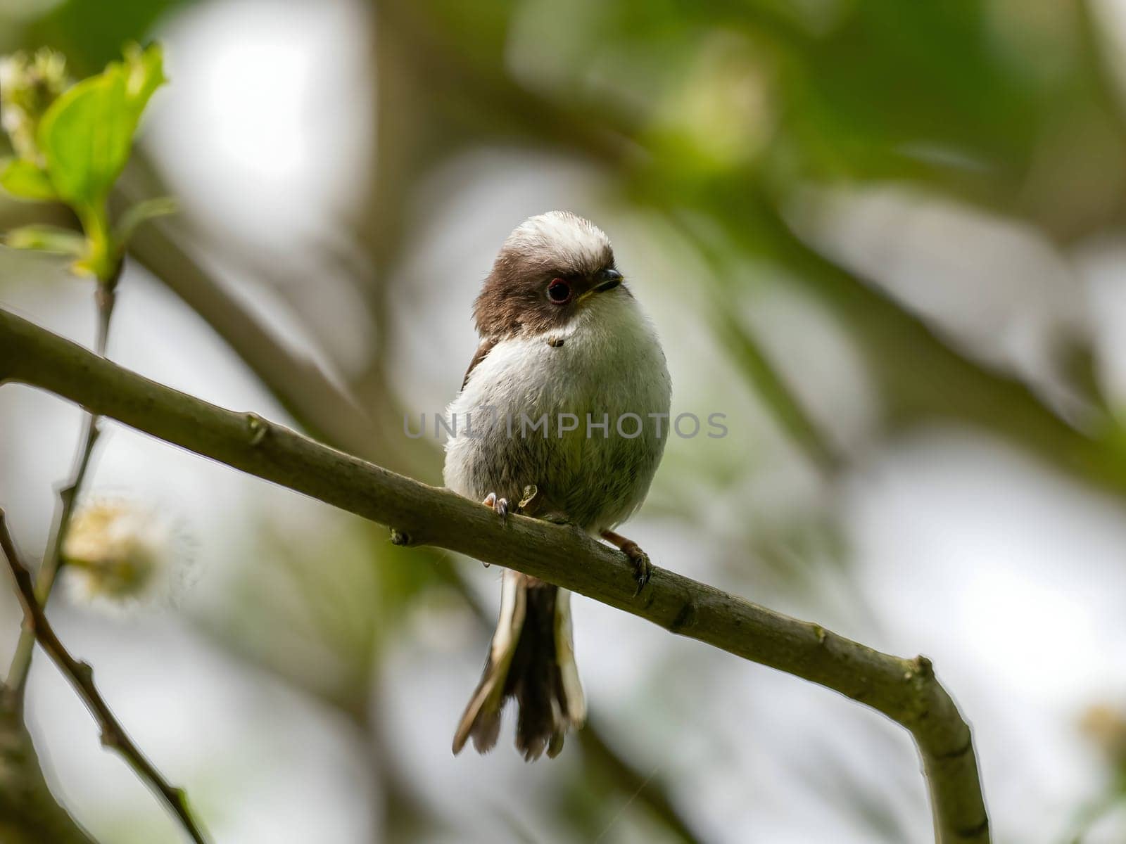 A beautiful Long-tailed Tit perches delicately on a twig, surrounded by lush greenery, creating a charming and serene scene of nature.