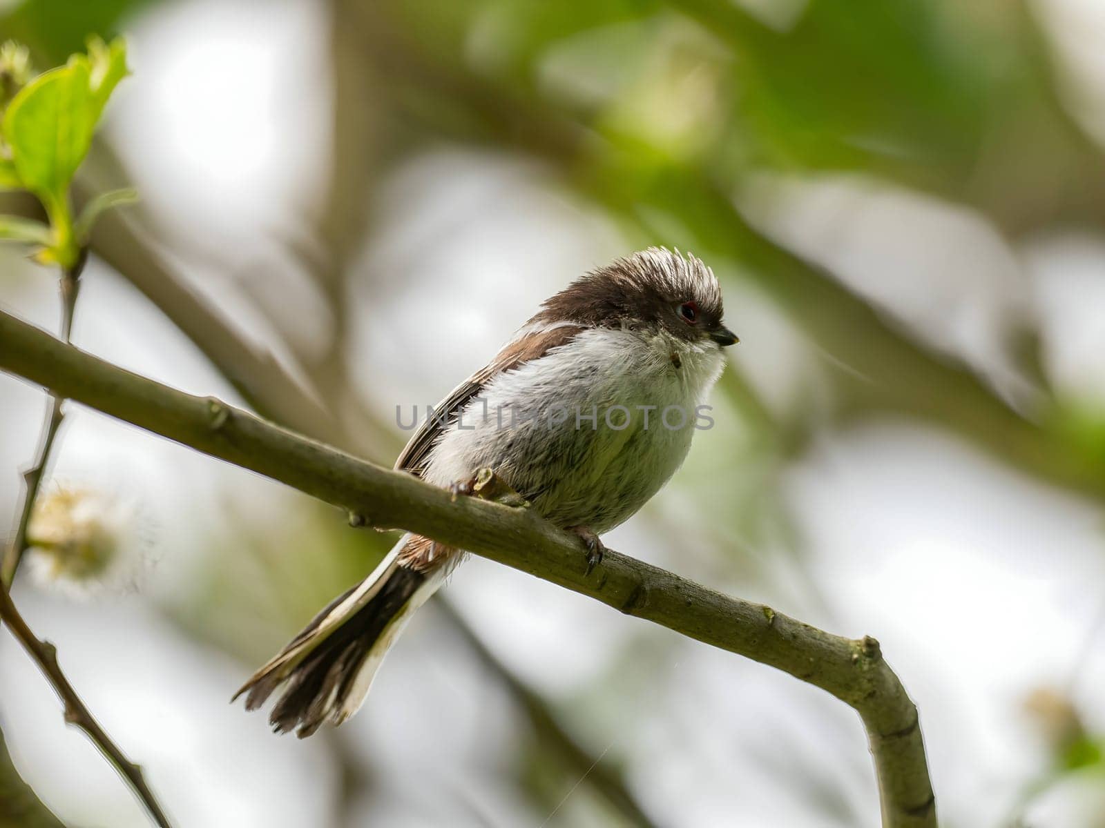 A beautiful Long-tailed Tit perches delicately on a twig, surrounded by lush greenery, creating a charming and serene scene of nature.