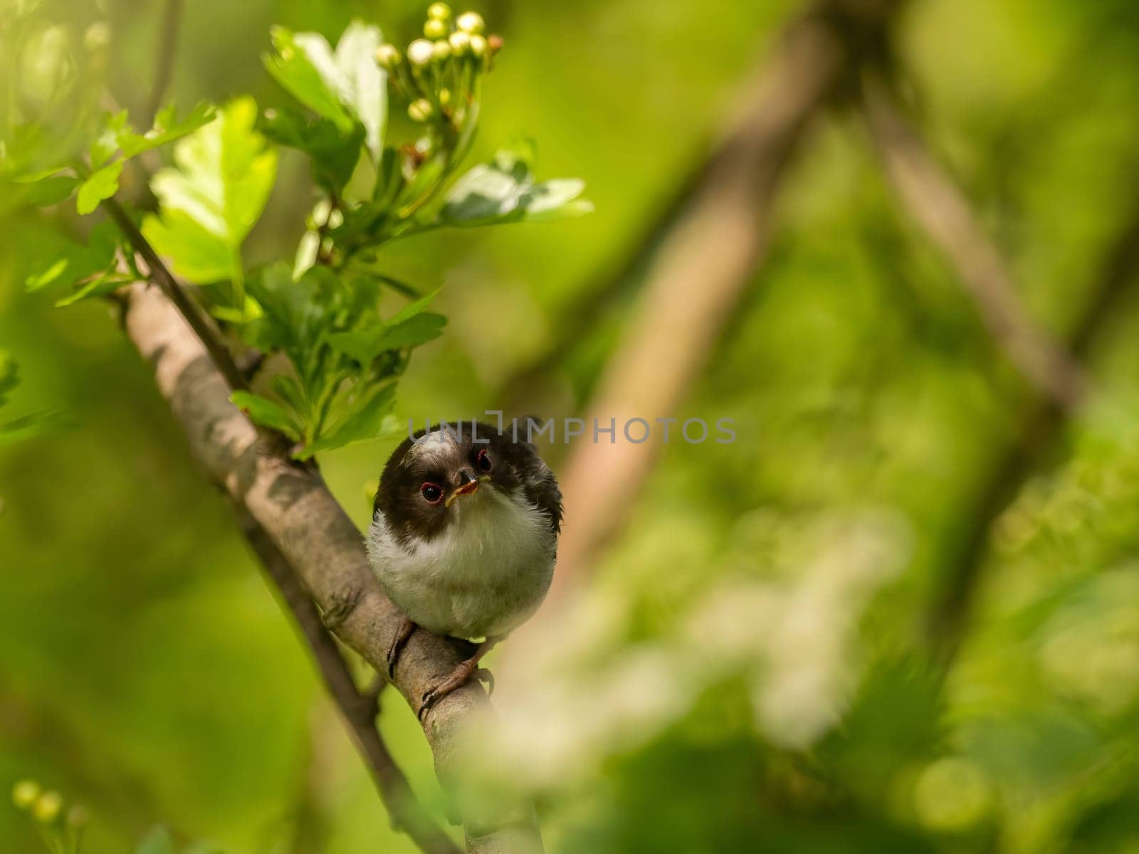 A beautiful Long-tailed Tit perches delicately on a twig, surrounded by lush greenery, creating a charming and serene scene of nature.