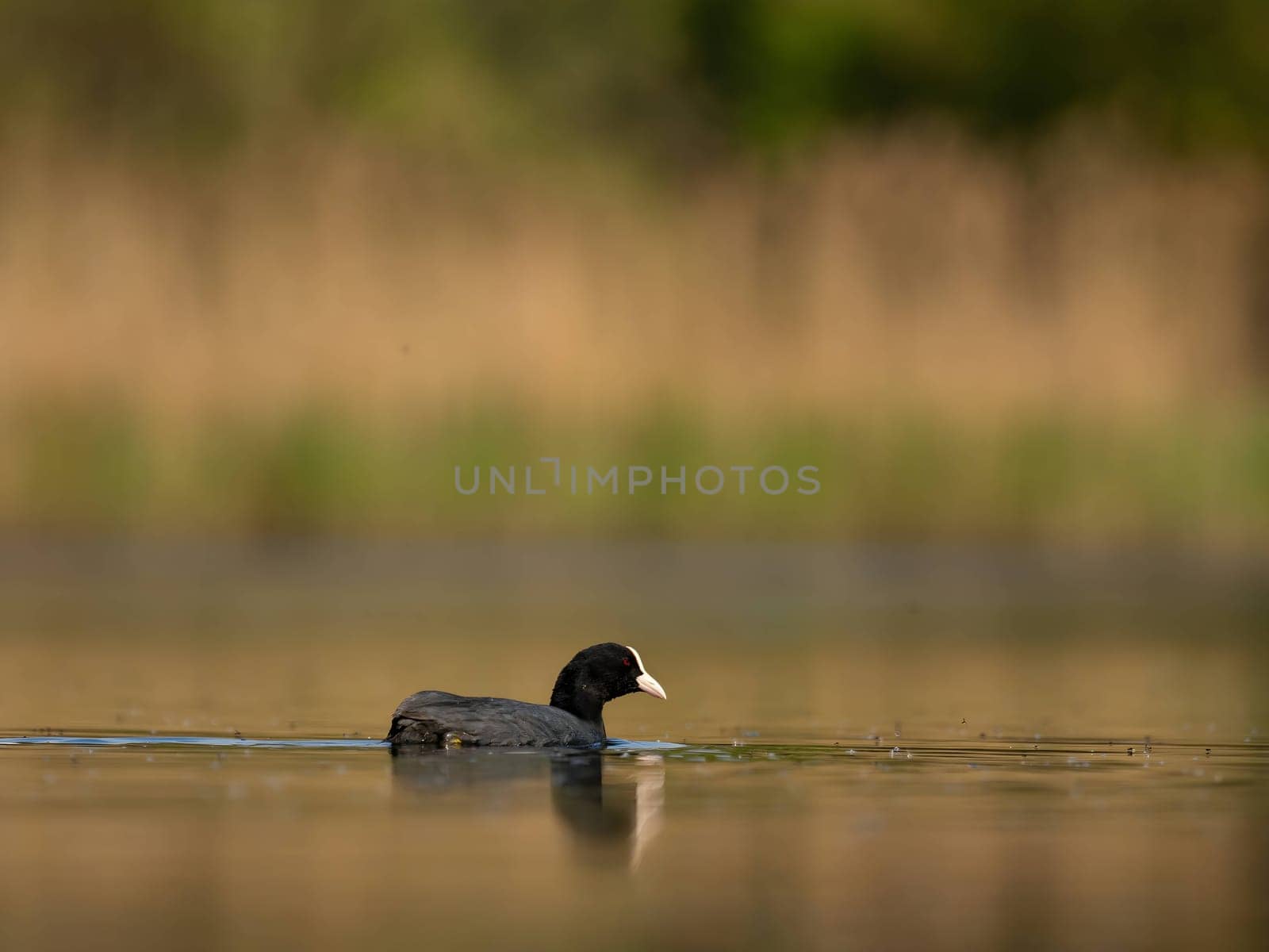 The elegant Eurasian Coot stands out against the shimmering water and lush greenery, showcasing the beauty of nature's harmony.