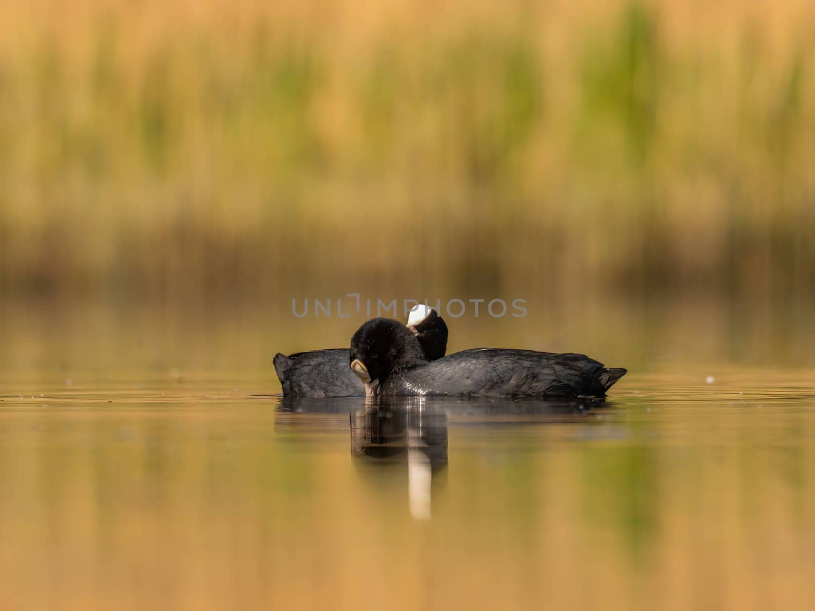 The male and female Eurasian Coots gracefully positioned against the glistening water and vibrant greenery, exemplifying the wonders of nature's diversity.