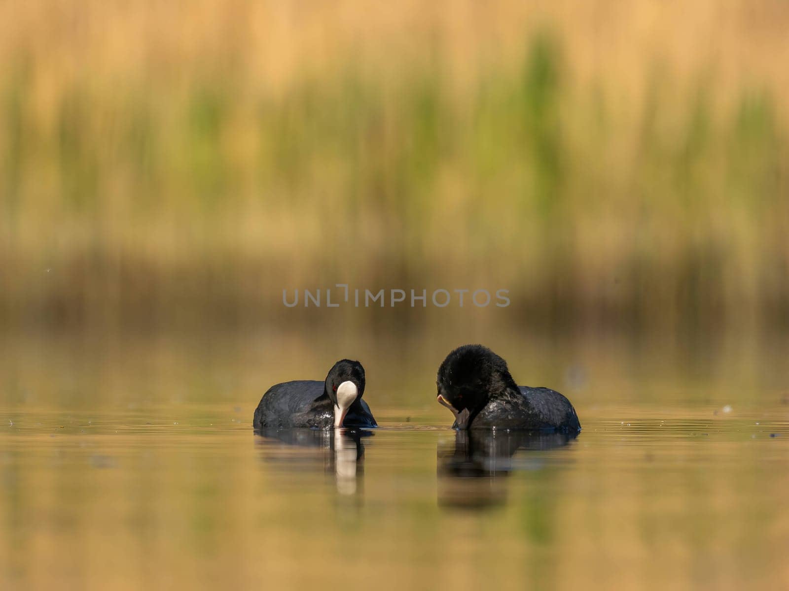 The male and female Eurasian Coots gracefully positioned against the glistening water and vibrant greenery, exemplifying the wonders of nature's diversity.