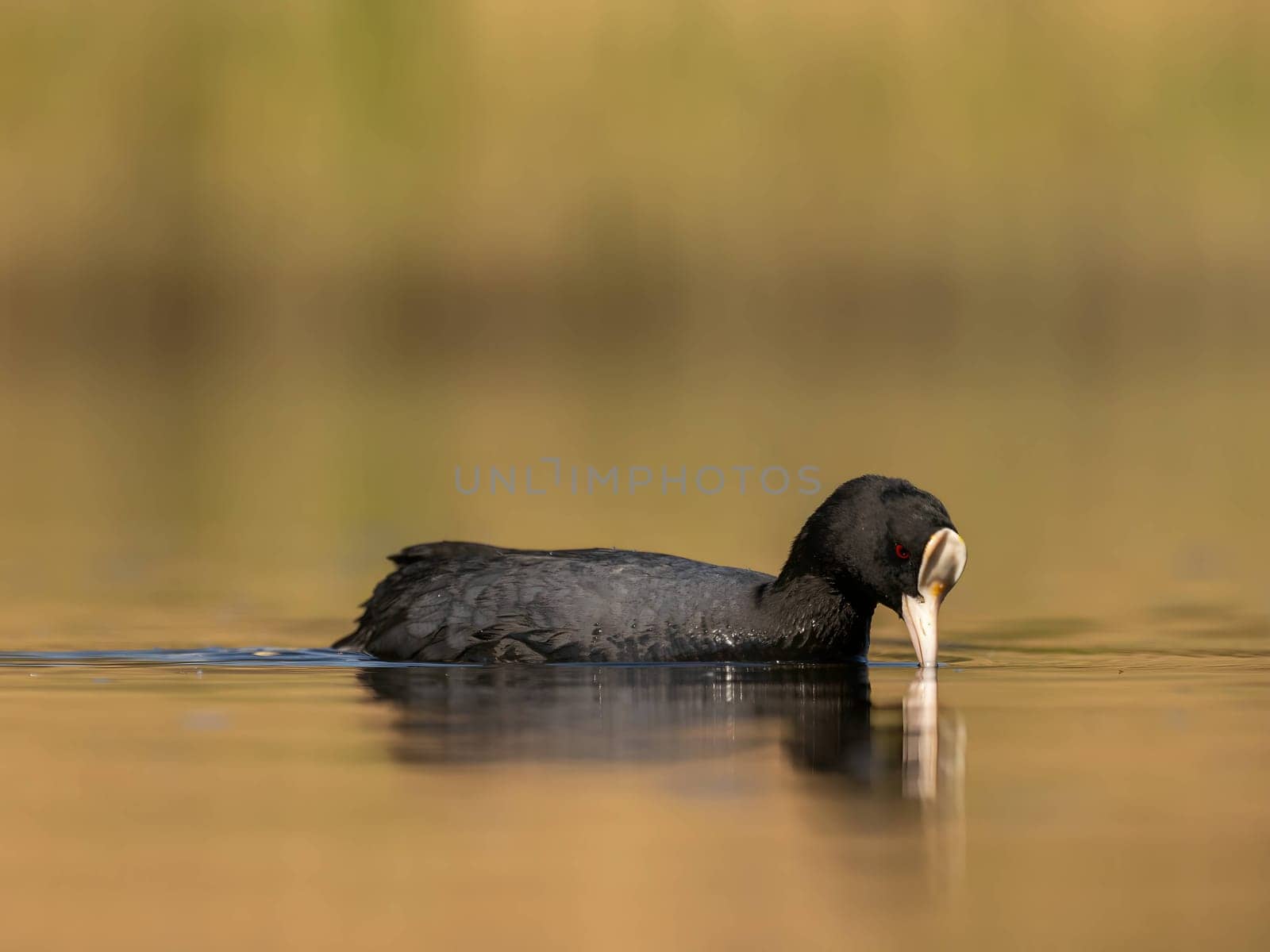 The elegant Eurasian Coot stands out against the shimmering water and lush greenery, showcasing the beauty of nature's harmony.