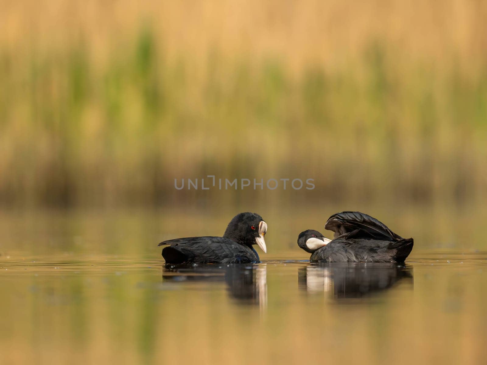 The male and female Eurasian Coots gracefully positioned against the glistening water and vibrant greenery, exemplifying the wonders of nature's diversity.