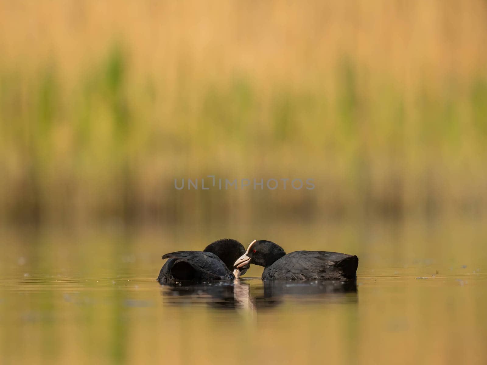 The male and female Eurasian Coots gracefully positioned against the glistening water and vibrant greenery, exemplifying the wonders of nature's diversity.