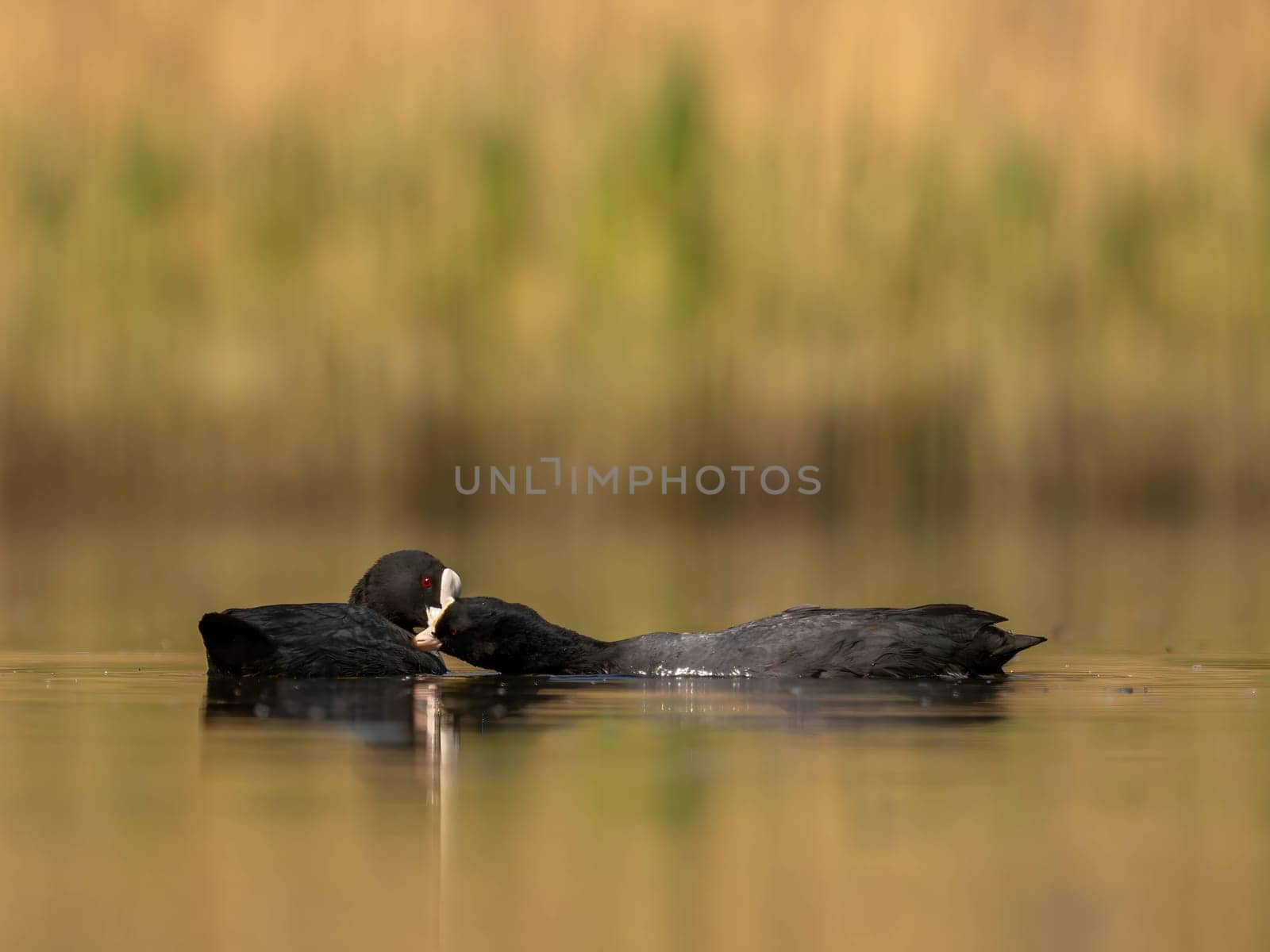 The male and female Eurasian Coots gracefully positioned against the glistening water and vibrant greenery, exemplifying the wonders of nature's diversity.