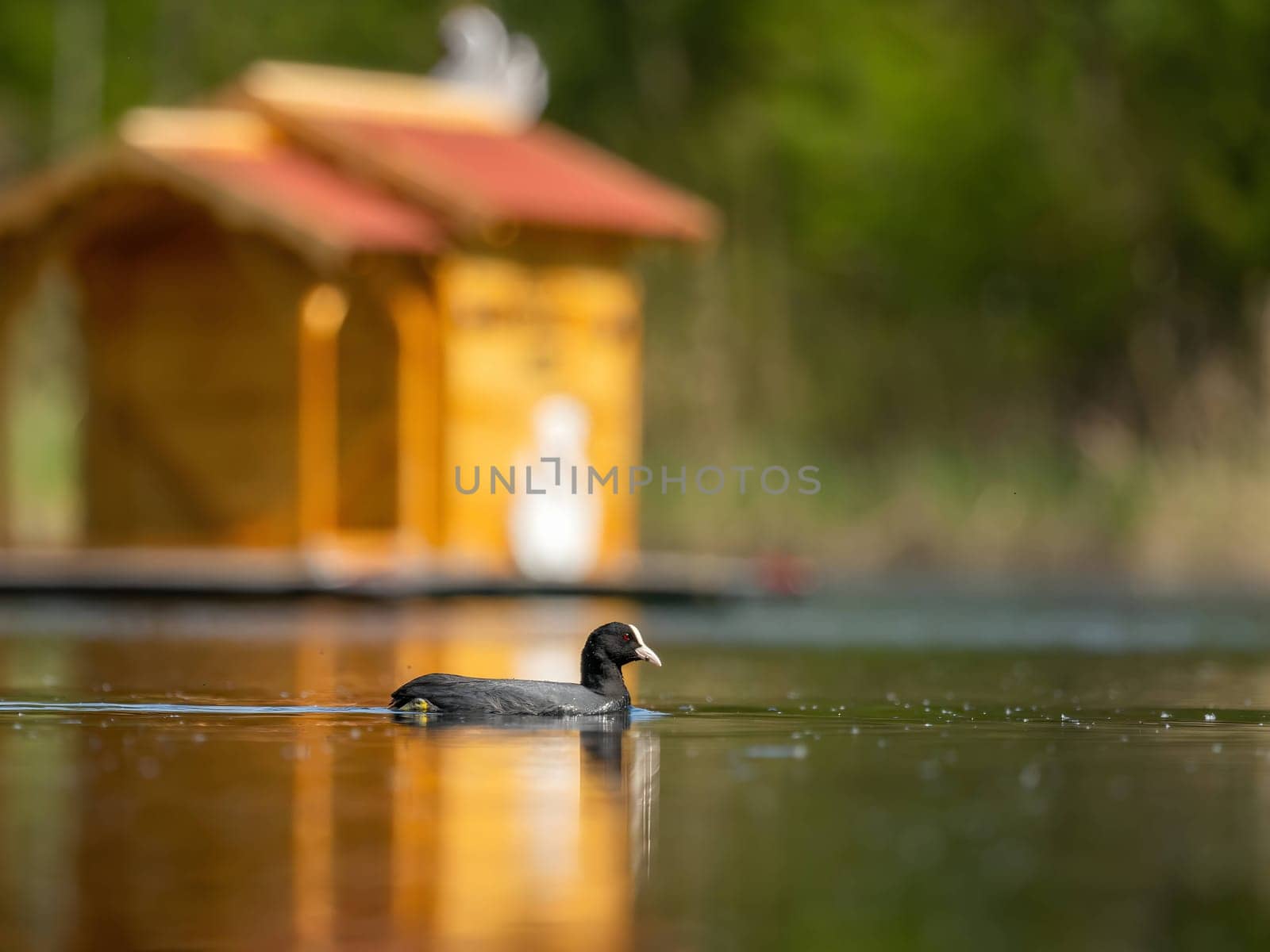 The Eurasian Coot stands proudly amidst the serene waters, with a charming wooden house in the backdrop, creating a picturesque scene in nature's embrace.