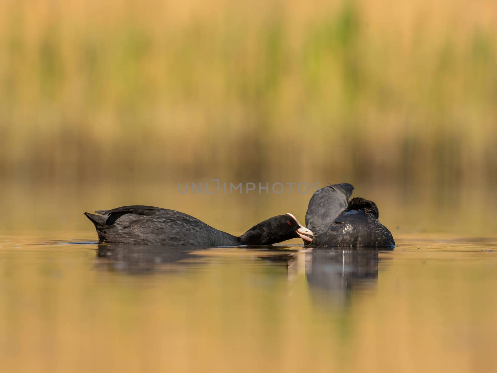The male and female Eurasian Coots gracefully positioned against the glistening water and vibrant greenery, exemplifying the wonders of nature's diversity.