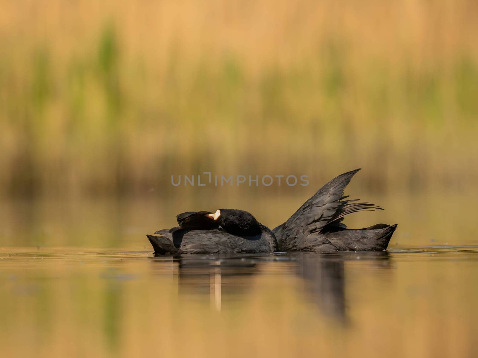The male and female Eurasian Coots gracefully positioned against the glistening water and vibrant greenery, exemplifying the wonders of nature's diversity.