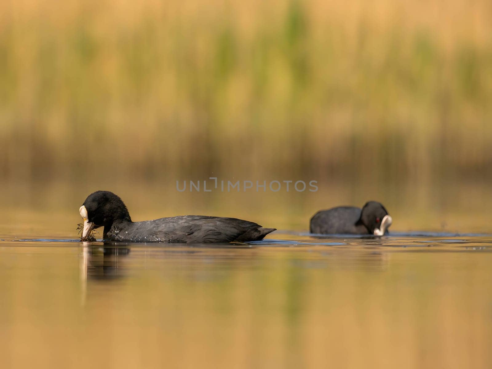The male and female Eurasian Coots gracefully positioned against the glistening water and vibrant greenery, exemplifying the wonders of nature's diversity.