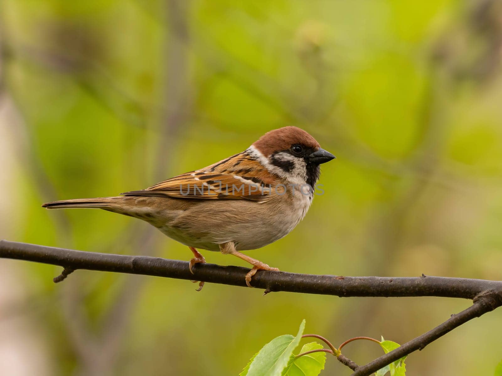 Close-up photo of a Eurasian Tree Sparrow perched on a branch against a vibrant green background.