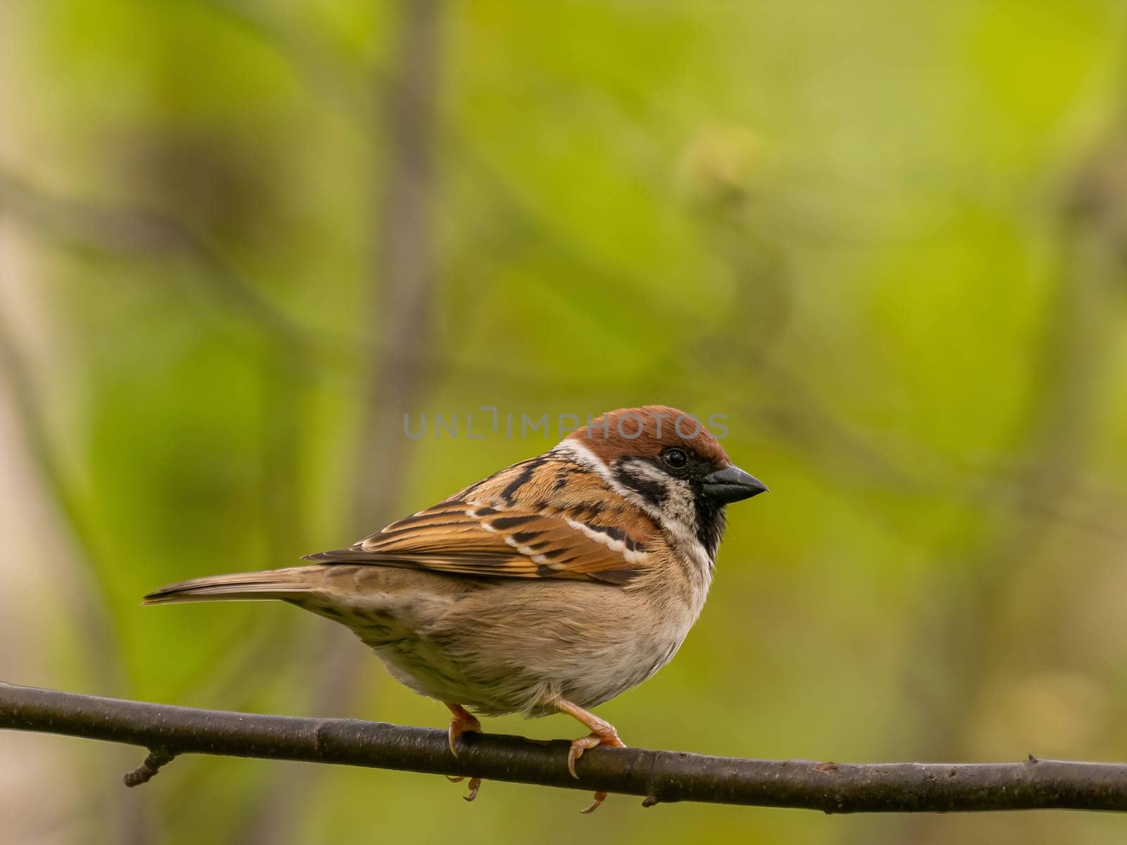 Close-up photo of a Eurasian Tree Sparrow perched on a branch against a vibrant green background.