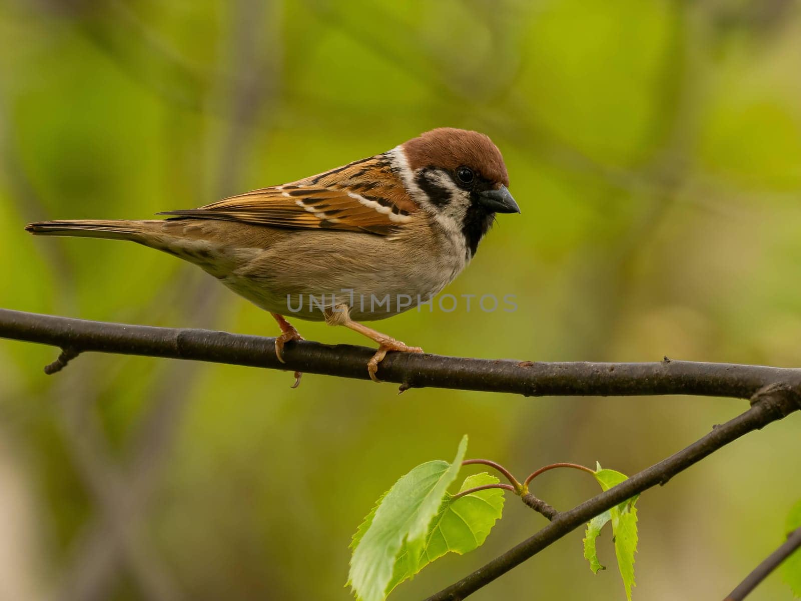 Close-up photo of a Eurasian Tree Sparrow perched on a branch against a vibrant green background.