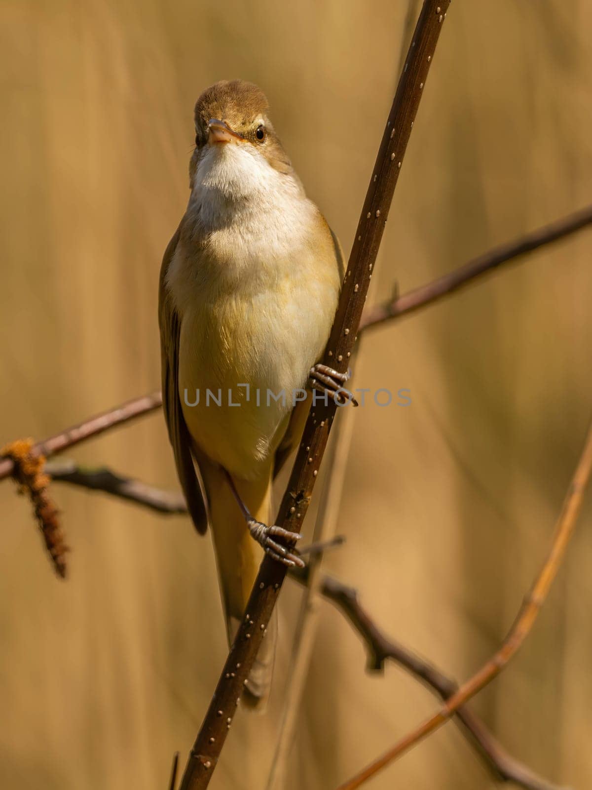 Close-up photograph of a Great Reed Warbler on a twig against a bright background.