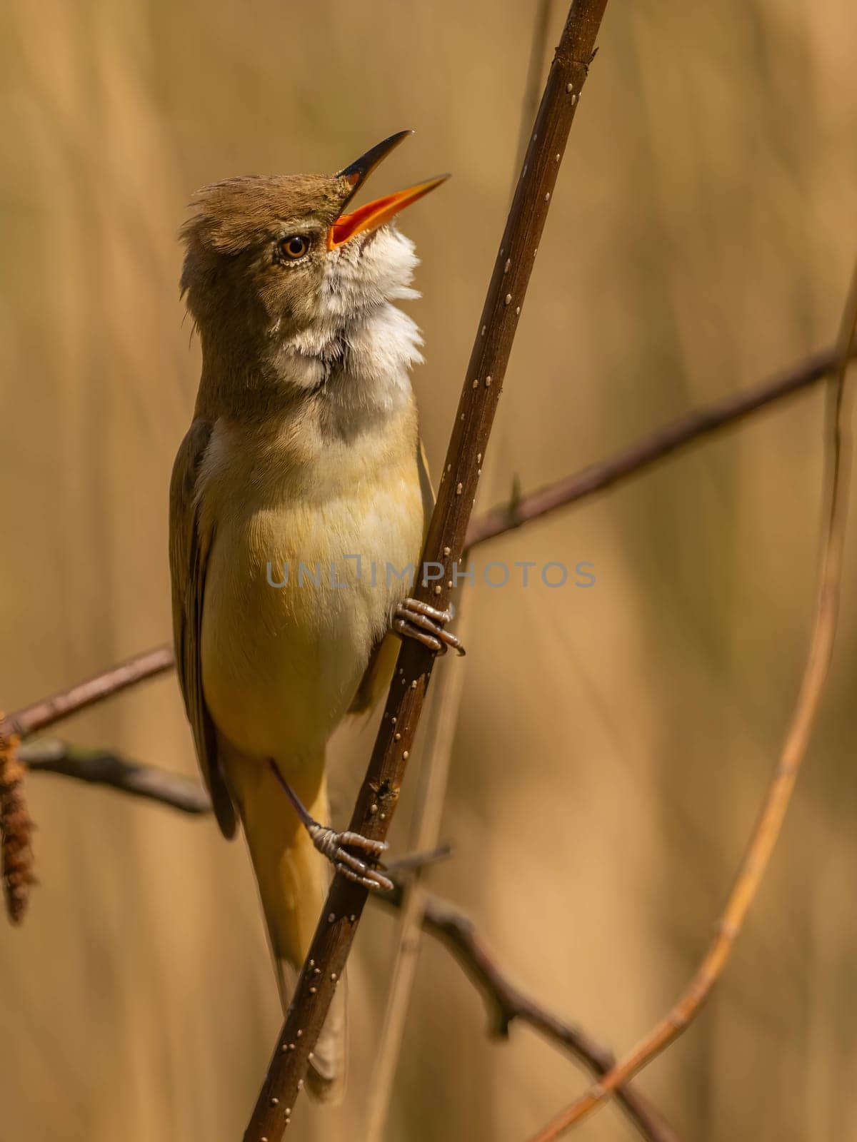 Close-up photograph of a Great Reed Warbler on a twig against a bright background.