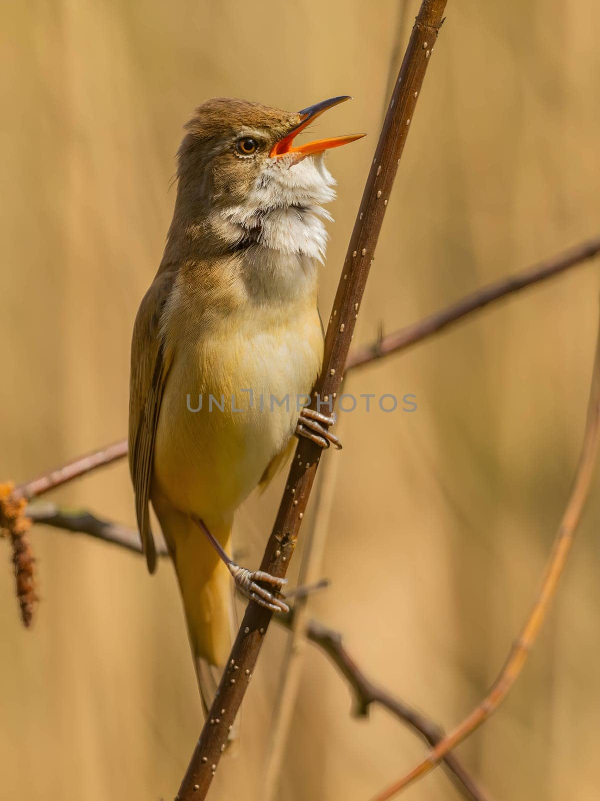 Close-up photograph of a Great Reed Warbler on a twig against a bright background.