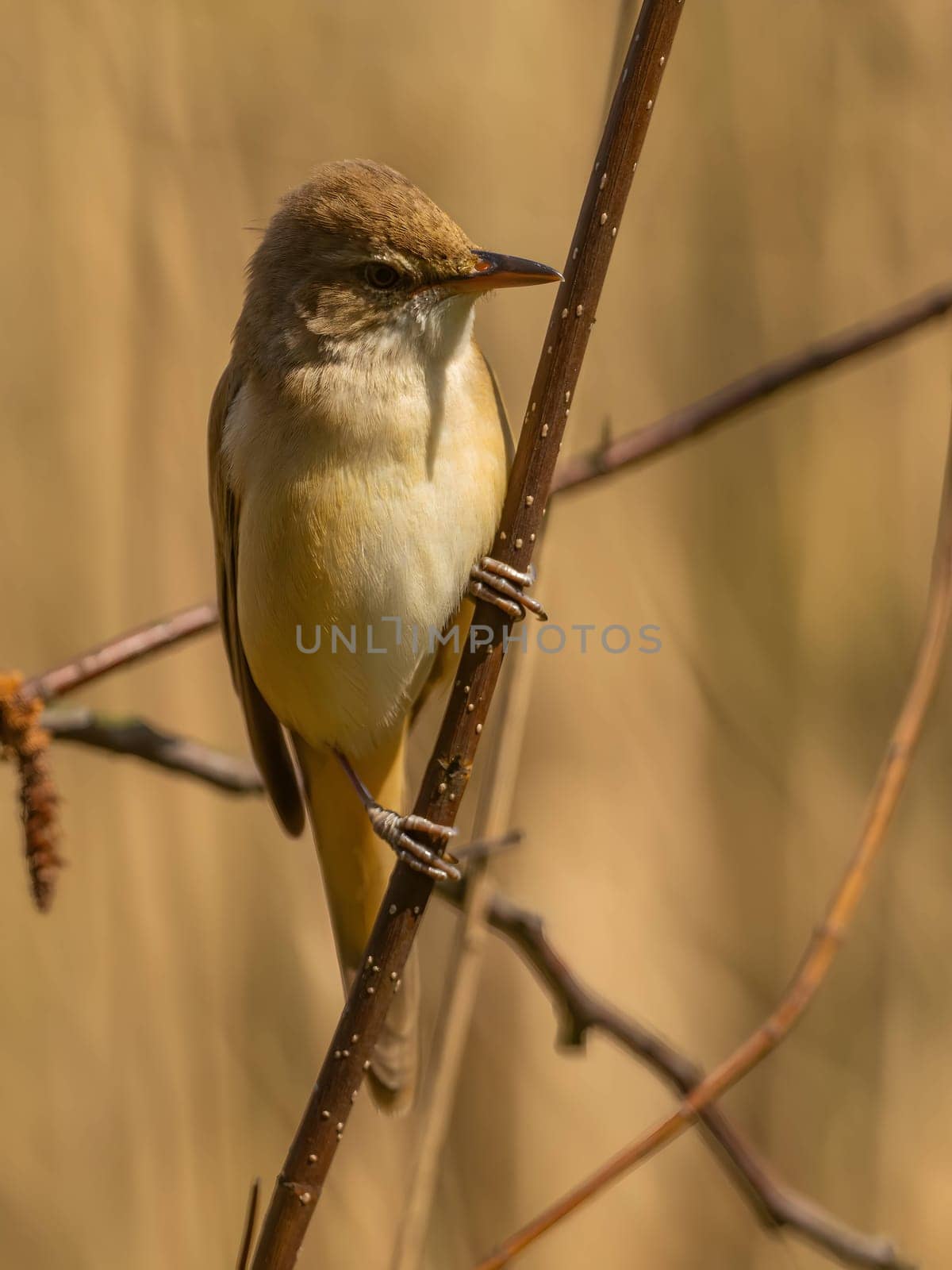 Close-up photograph of a Great Reed Warbler on a twig against a bright background.