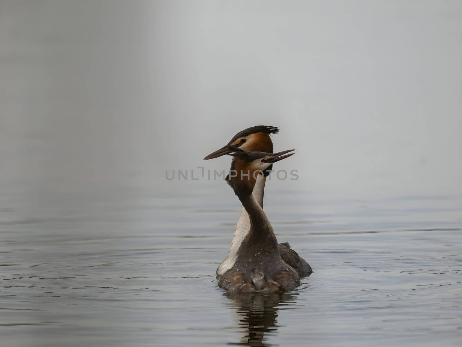 Close-up photo of a male and female Great Crested Grebe together on the water. (75 characters)