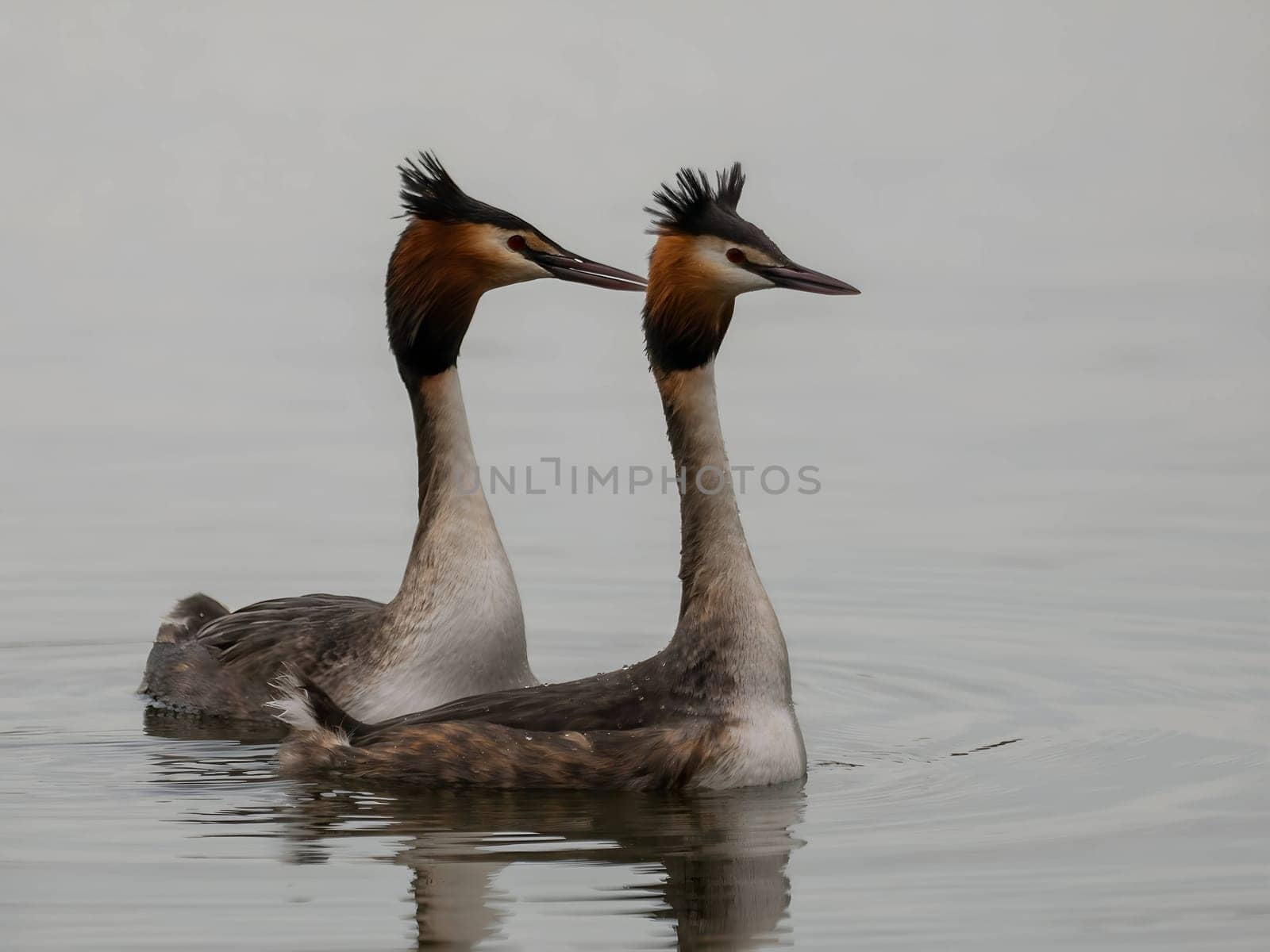 Close-up photo of a male and female Great Crested Grebe together on the water. (75 characters)