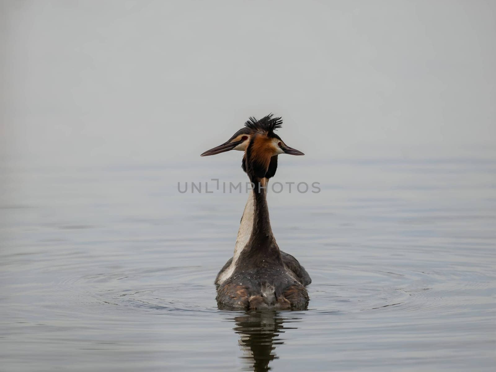 Close-up photo of a male and female Great Crested Grebe together on the water. (75 characters)