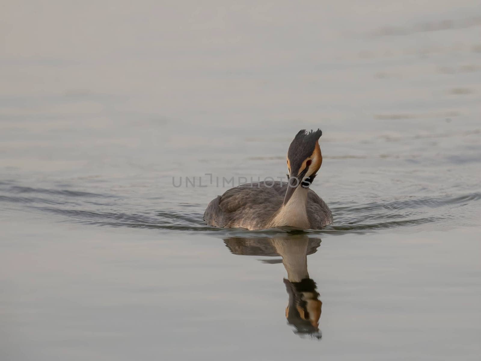 Close-up photo of young Great Crested Grebes together on the water.