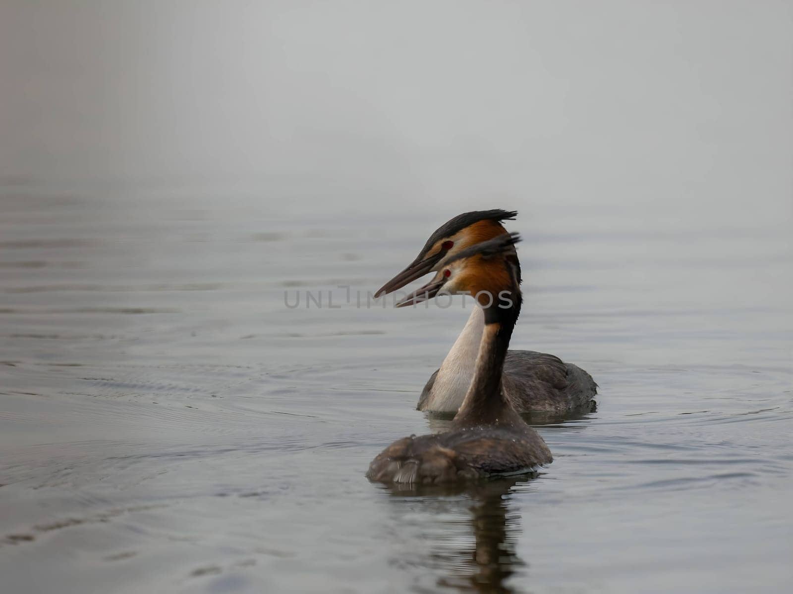 Close-up photo of a male and female Great Crested Grebe together on the water. (75 characters)