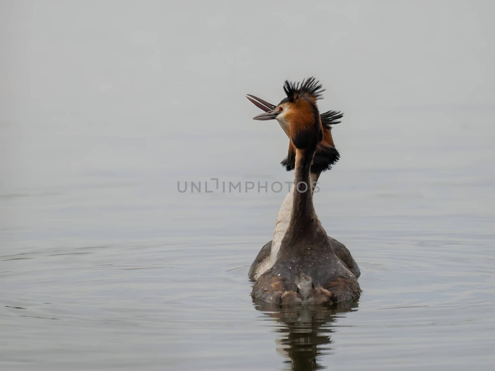 Close-up photo of a male and female Great Crested Grebe together on the water. (75 characters)