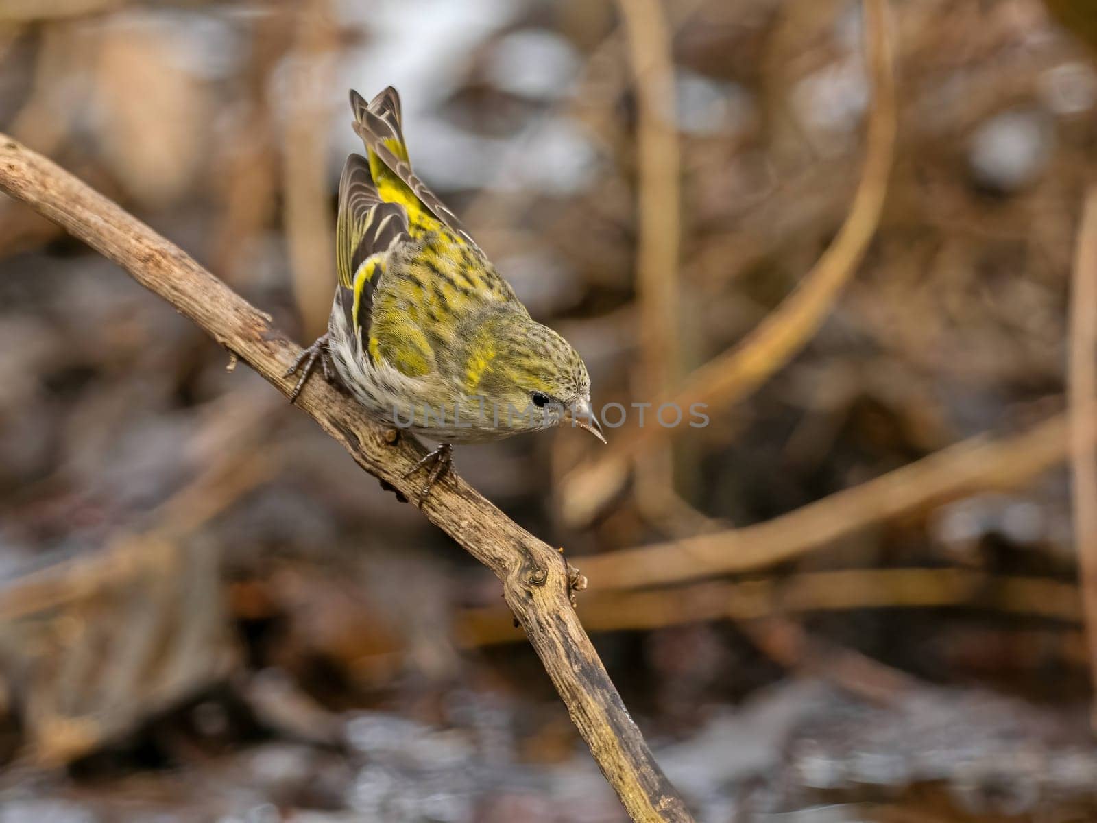 Eurasian siskin delicately perched on a branch, its vibrant plumage contrasting beautifully against the soft, blurred background.