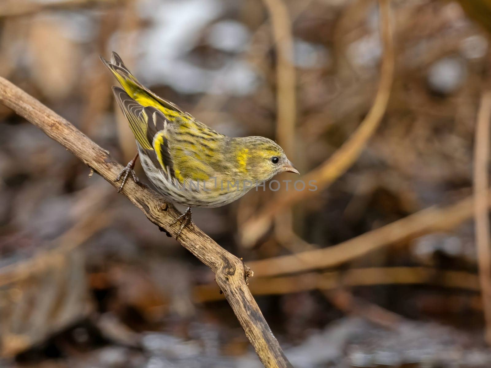 Eurasian siskin delicately perched on a branch, its vibrant plumage contrasting beautifully against the soft, blurred background.