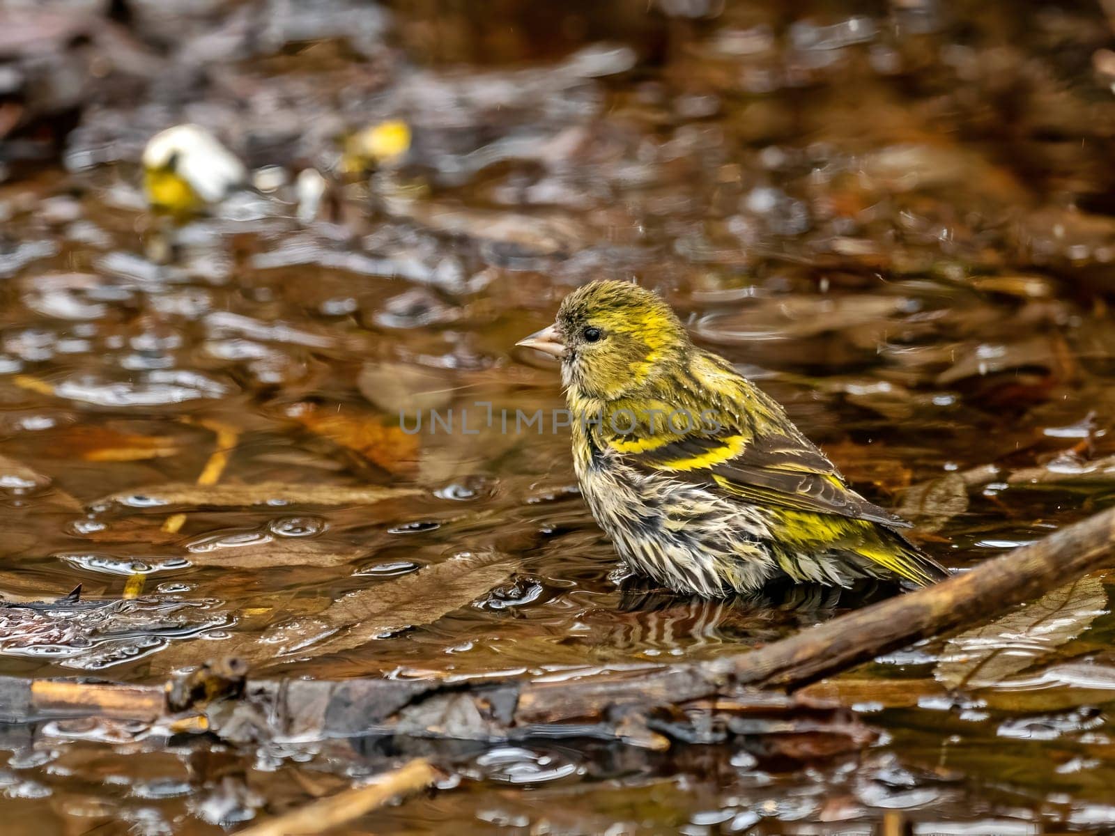 Eurasian siskin enjoying a water bath.