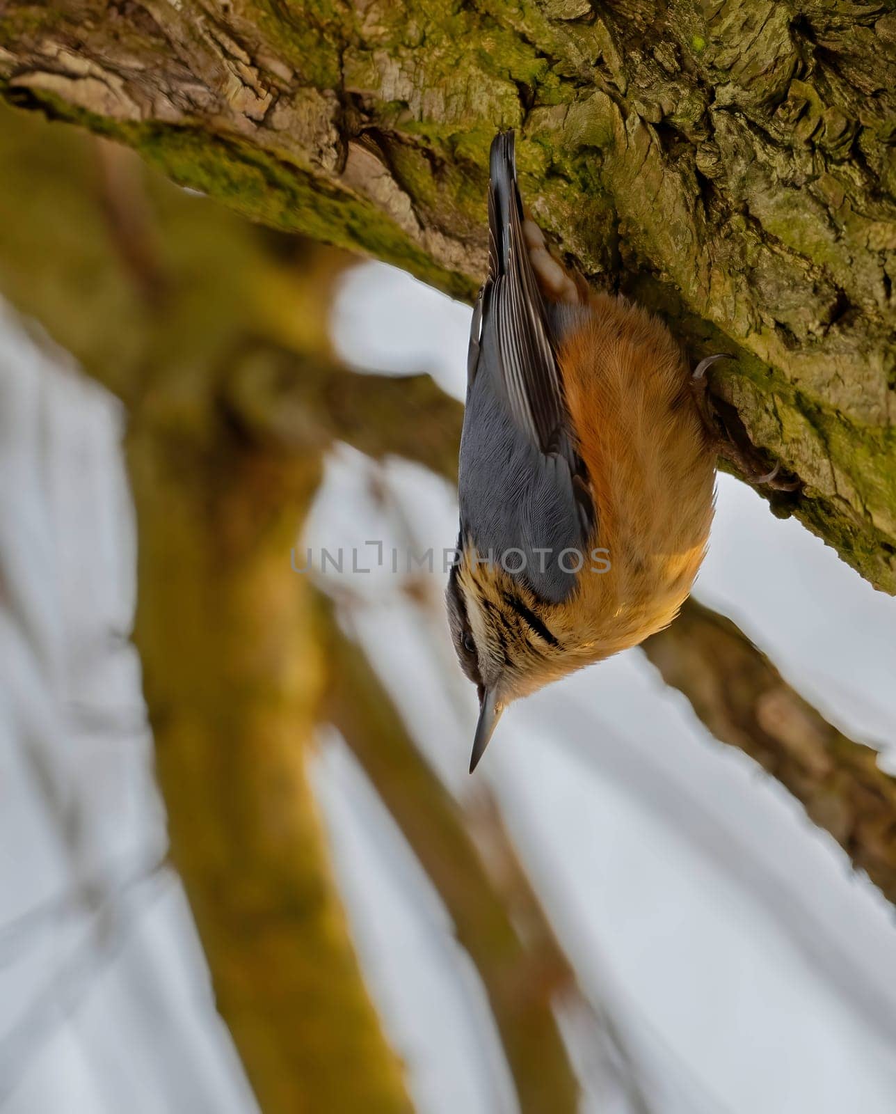 Nuthatch confidently perched on a tree trunk, the blue sky providing a serene backdrop to its natural beauty.