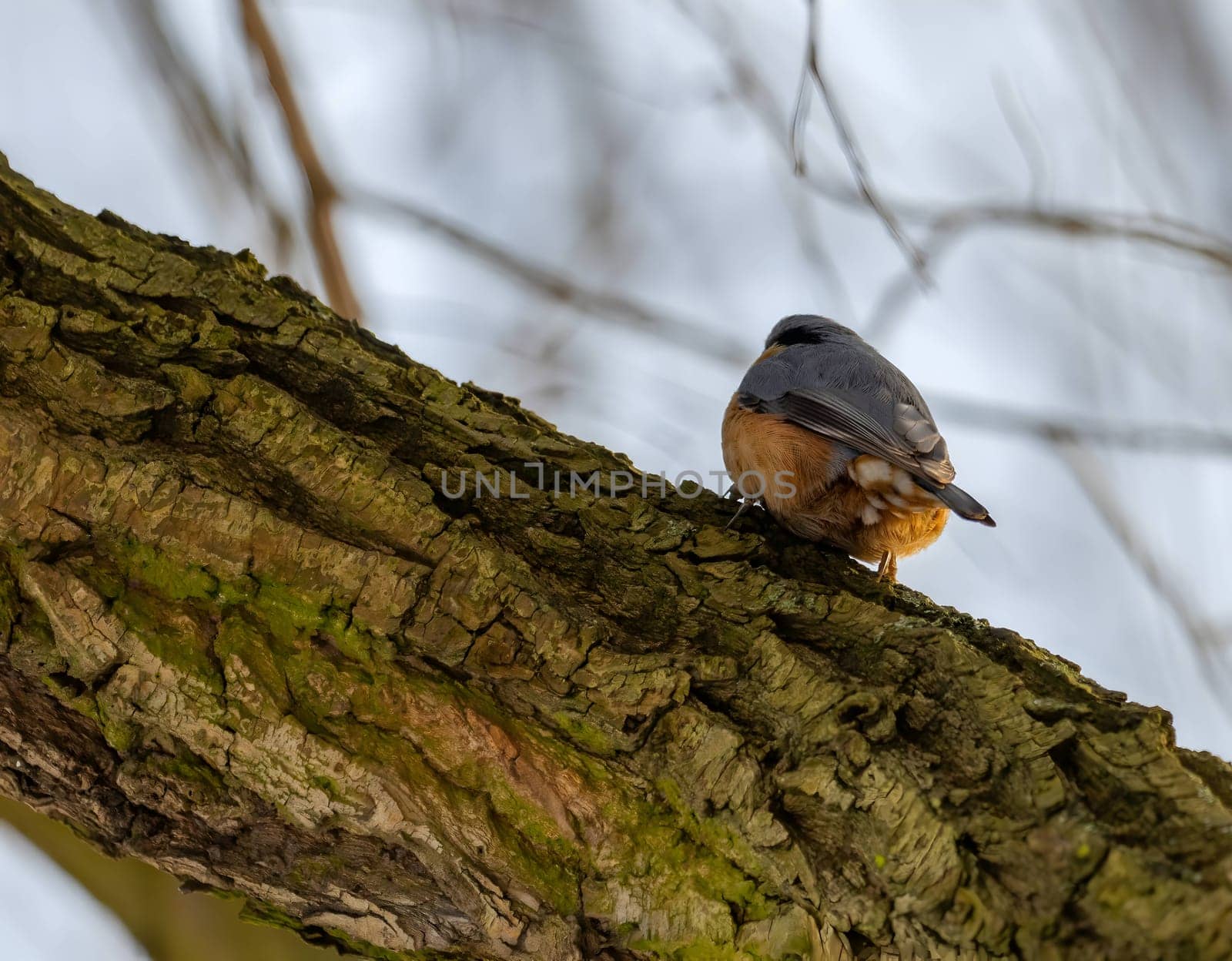 Nuthatch confidently perched on a tree trunk, the blue sky providing a serene backdrop to its natural beauty.