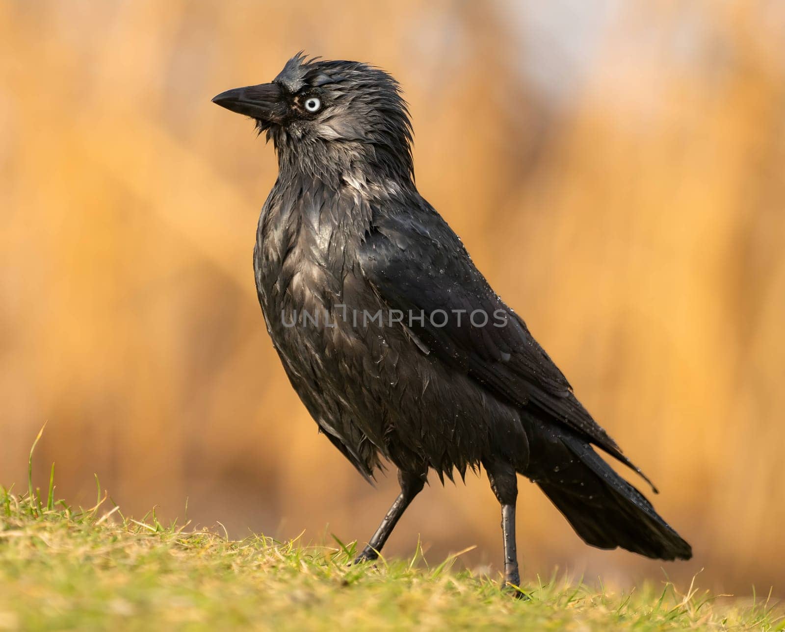 Western jackdaw captured in a stunning close-up photo, standing gracefully on the lush green grass.