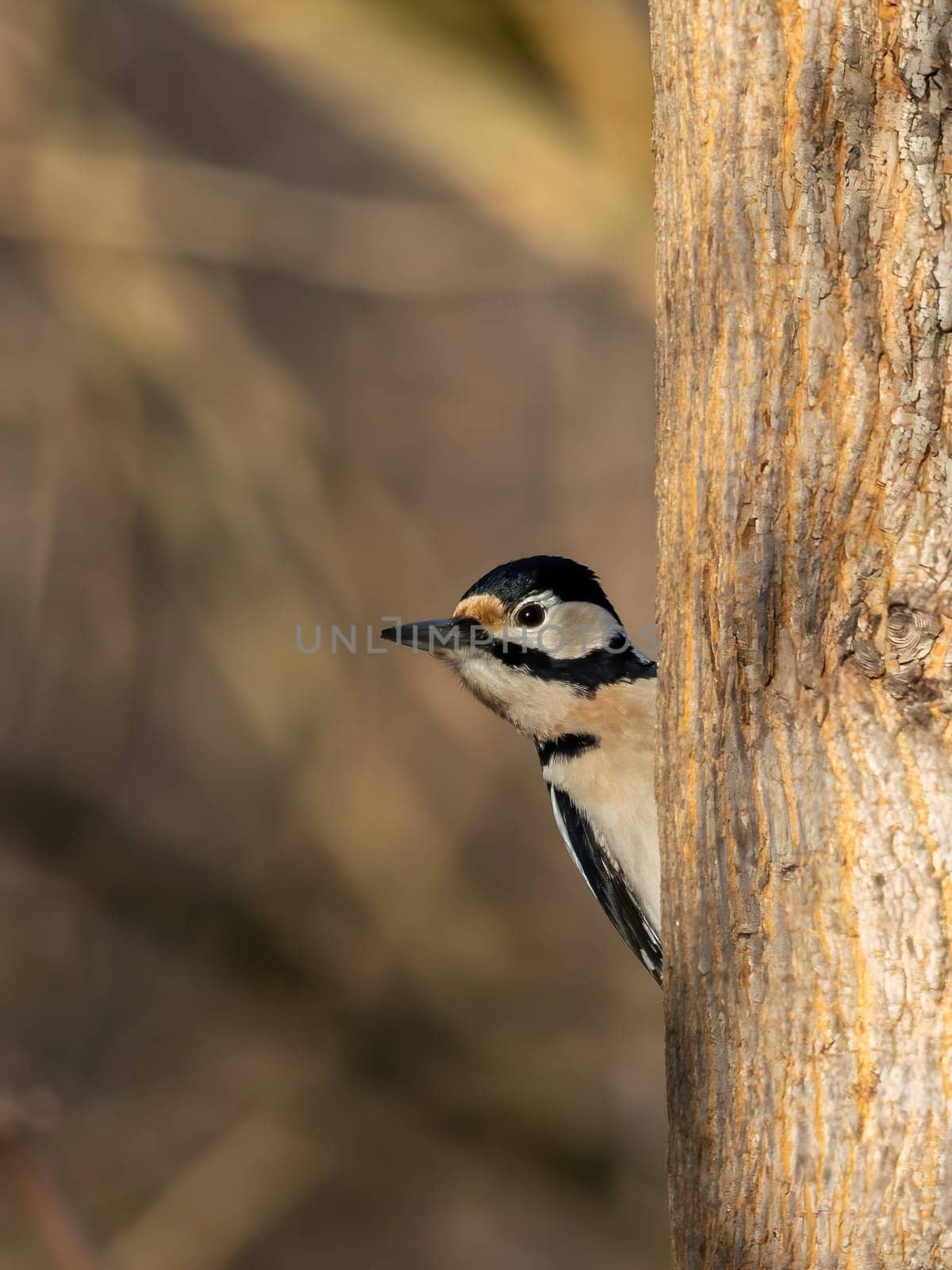 A beautiful image of a great spotted woodpecker on a tree trunk, with a dreamy blurred background.