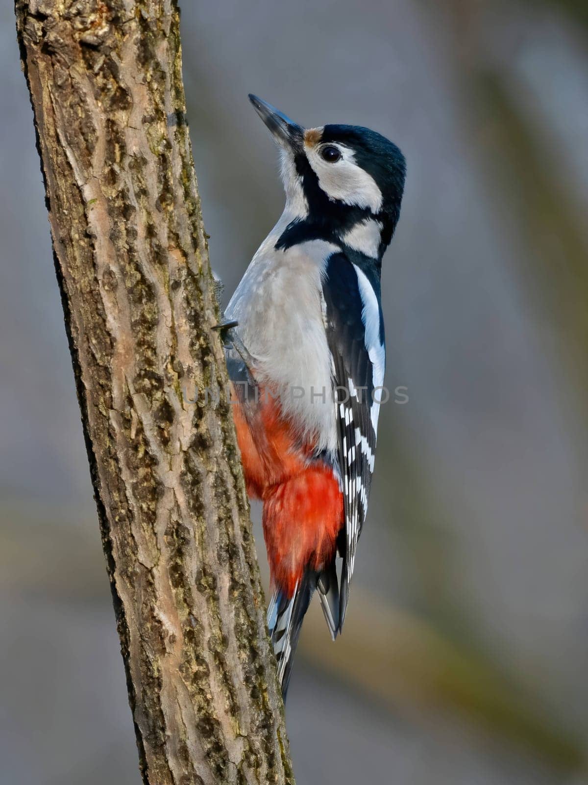 A beautiful image of a great spotted woodpecker on a tree trunk, with a dreamy blurred background.