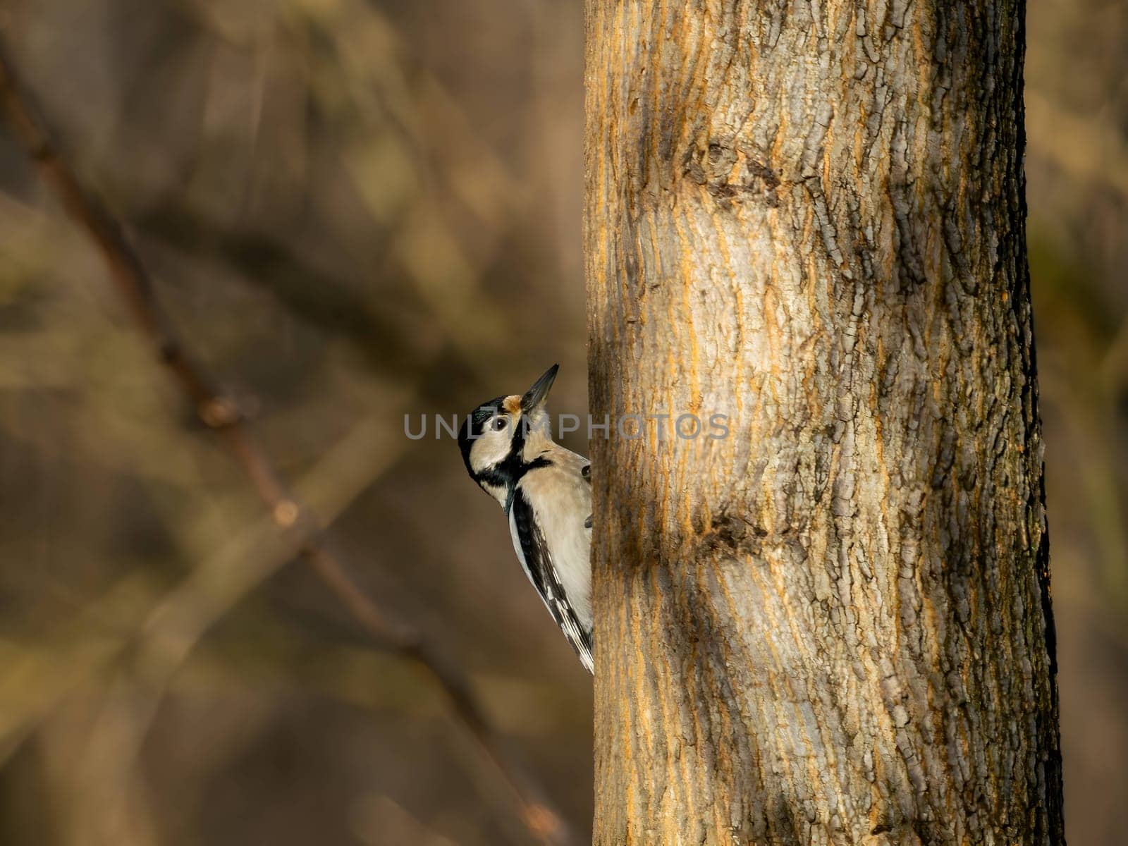 A beautiful image of a great spotted woodpecker on a tree trunk, with a dreamy blurred background.